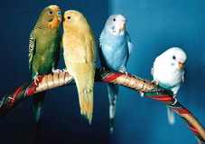 budgies91