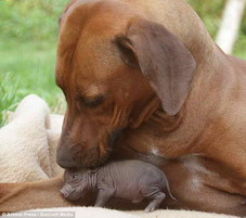 motherly-love4